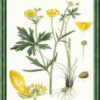 Butterblume - Blume des Wohlstands