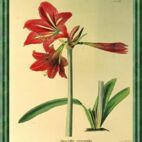 Amaryllis - Blume der Anmut