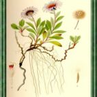 Aster - Blume der Wünsche