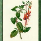 Fuchsie - Blume der Rücksicht