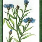 Kornblume - Blume des Reichtums