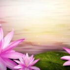 Esoterische Ur-Symbole - Lotus