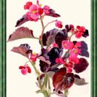 Begonie - Blume der Freundschaft