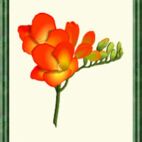 Freesie - Blume der Vereinigung