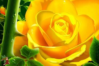 Esoterische Ur-Symbole - Rose