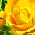 Esoterische Ur-Symbole - Rose