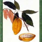 Kakao - Pflanze der Verzückung