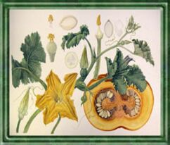 Kürbis - Die Bedeutung und Sprache der Blumen Kürbis - Die Bedeutung und Sprache der Blumen