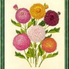 Dahlie - Blume der Geburt