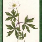Anemone - Blume der Winde
