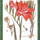 Gladiole - Blume des Stolzes