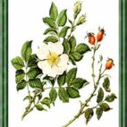 Heckenrose - Blume der Verzauberung