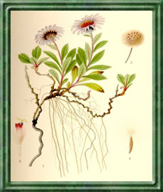 Aster - Die Bedeutung und Sprache der Blumen Aster - Die Bedeutung und Sprache der Blumen