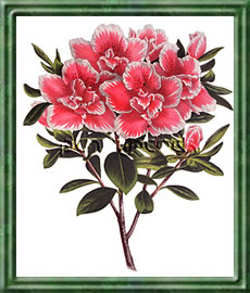 Azalee - Die Bedeutung und Sprache der Blumen Azalee - Die Bedeutung und Sprache der Blumen