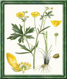 Butterblume - Die Bedeutung und Sprache der Blumen Butterblume - Die Bedeutung und Sprache der Blumen