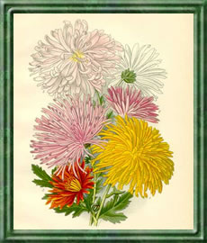 Chrysantheme - Die Bedeutung und Sprache der Blumen