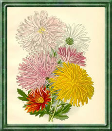 Chrysantheme - Die Bedeutung und Sprache der Blumen Chrysantheme - Die Bedeutung und Sprache der Blumen