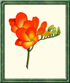 Freesie - Die Bedeutung und Sprache der Blumen Freesie - Die Bedeutung und Sprache der Blumen