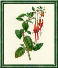 Fuchsie - Die Bedeutung und Sprache der Blumen Fuchsie - Die Bedeutung und Sprache der Blumen