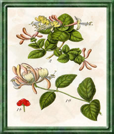 Geissblatt - Die Bedeutung und Sprache der Blumen Geissblatt - Die Bedeutung und Sprache der Blumen