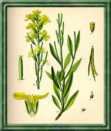 Goldlack - Die Bedeutung und Sprache der Blumen Goldlack - Die Bedeutung und Sprache der Blumen