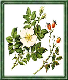 Heckenrose - Die Bedeutung und Sprache der Blumen Heckenrose - Die Bedeutung und Sprache der Blumen