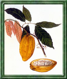 Kakao - Die Bedeutung und Sprache der Blumen