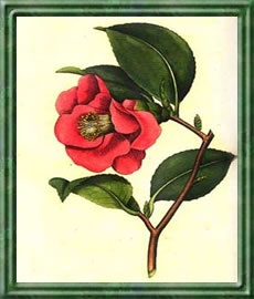 Kamelie - Die Bedeutung und Sprache der Blumen Kamelie - Die Bedeutung und Sprache der Blumen