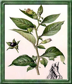 Tollkirsche - Die Bedeutung und Sprache der Blumen Tollkirsche - Die Bedeutung und Sprache der Blumen