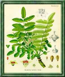 Weihrauch - Die Bedeutung und Sprache der Blumen Weihrauch - Die Bedeutung und Sprache der Blumen