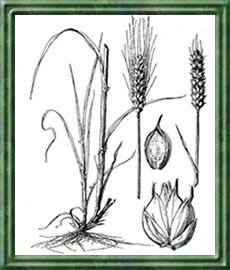 Weizen - Die Bedeutung und Sprache der Blumen