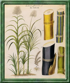 Zuckerrohr - Die Bedeutung und Sprache der Blumen Zuckerrohr - Die Bedeutung und Sprache der Blumen